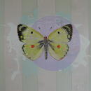 Clouded Yellow, 24" x 18", acrylic on mylar by Mary Lottridge