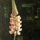 Lupin 1, 20" x 20", acrylic on wood cradle